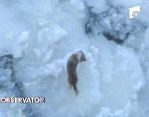 Câine norocos: A fost salvat de pe un bloc de gheaţă ce plutea pe mare (VIDEO)