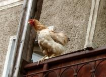Gripă aviară în Israel: Virusul H5N1, descoperit într-o crescătorie de păsări