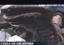Salamandra uriaşă, cea mai mare specie de amfibie din lume, trăieşte în Japonia (VIDEO)