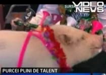Purcei talentaţi: Ştiu să joace fotbal, se dau cu skateboard-ul şi fac acrobaţii (VIDEO)