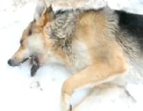 Suceava: Câini otrăviţi şi lăsaţi să moară în chinuri (IMAGINI ŞOCANTE)