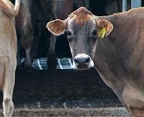 FAO: Micii crescători de animale sunt marginalizaţi
