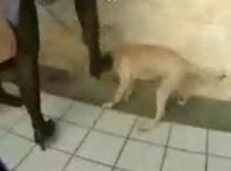 Două femei au ucis un câine cu tocurile de la pantofi (IMAGINI ŞOCANTE)