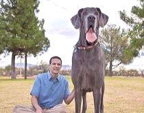 Cel mai mare câine din lume: Un dog german de 115 kilograme şi peste un metru înălţime (VIDEO)