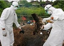 Virusul gripei aviare, o nouă ameninţare: Poate deveni "ucigaş pandemic" 