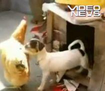 Un căţel aiurit încearcă să violeze o găină - VIDEO