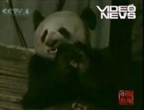 Un urs panda a intrat în curtea unui chinez pentru a căuta mâncare (VIDEO)