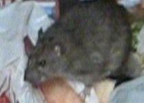 Ialomiţa. Bebeluş de patru luni, la spital după ce a fost muşcat de şobolani (IMAGINI ŞOCANTE)
