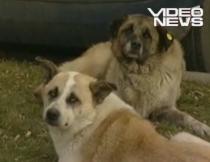 O fetiţă de doi ani din Baia Mare, atacată de o haită de câini (VIDEO)