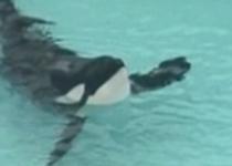 SUA. Orca ce şi-a ucis dresoarea ar putea fi eliberată în ocean