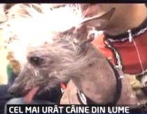 Rascal, desemnat "Cel mai urât câine" (VIDEO)