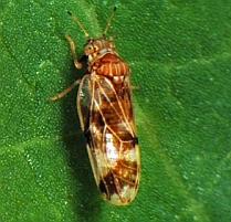 Londra importă o insectă japoneză pentru a combate buruienile