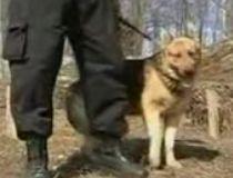 Câine poliţist, scos la licitaţie în Iaşi (VIDEO)