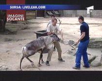 Belgia. Angajaţi ai unei grădini zoologice, trimişi în judecată deoarece au fost prea violenţi cu un ren (VIDEO)