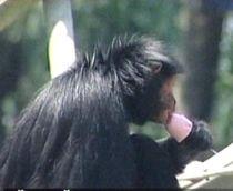 Animale răcorite cu îngheţată şi fructe congelate la o grădină zoologică din Brazilia (VIDEO)