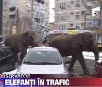 De la circ direct pe stradă. Doi elefanţi au defilat pe un bulevard din Baia Mare (VIDEO)