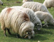 Kuweit. Un bărbat, internat la spital, după ce a făcut sex cu animalele de la ferma pe care o păzea
