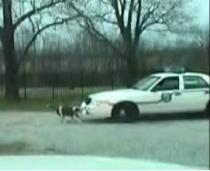 Câine la închisoare, după ce a atacat o maşină de poliţie (VIDEO)
