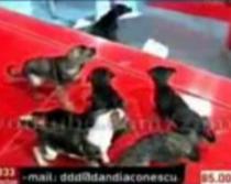 Câinii comunitari ai lui Corneliu Vadim Tudor au rupt masa lui Dan Diaconescu - VIDEO