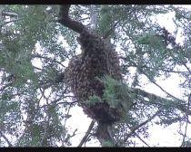 Zeci de copii s-au baricadat în grădiniţă de frica unui roi de albine (VIDEO)