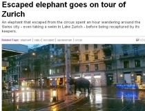 Un elefant s-a ?plimbat? prin  Zurich, după ce a evadat de la grădina zoologică (VIDEO)