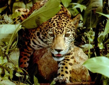 Jaguarii din Guatemala, atraşi de parfumul Obssesion for Men al lui Calvin Klein