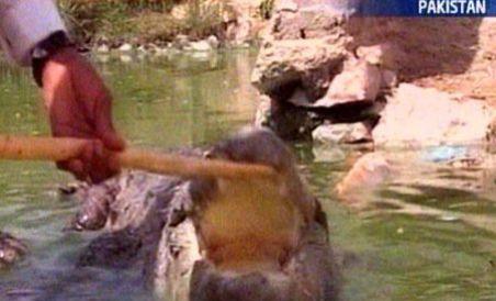 Pakistan. Preoţii botează nou-născuţii într-un râu plin de crocodili (VIDEO)