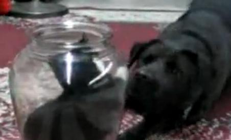 Pisică şmecheră: Enervează un câine şi apoi se ascunde într-un borcan (VIDEO)