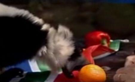 O cămilă, un lemur şi o girafă au ?prezis? că Olanda va fi noua campioană mondială la fotbal (VIDEO)