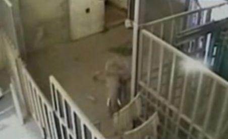 Îngrijitor de la o grădină zoologică americană, agresat de un elefant de patru tone (VIDEO)