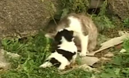 Un georgian susţine că pisica lui a născut un câine (VIDEO)
