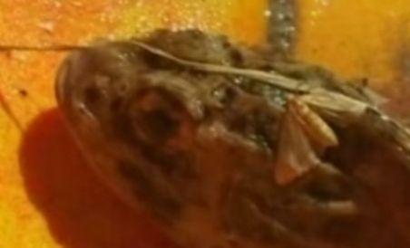 Peştii dragon continuă să facă victime pe litoral (VIDEO)