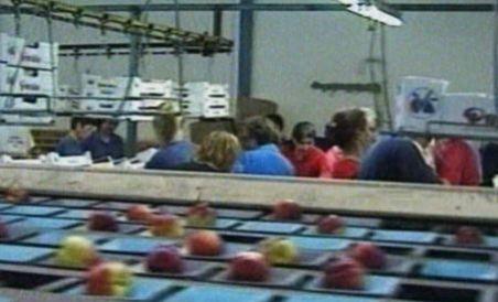 Românii din străinătate care au muncit la negru vor să cotizeze retroactiv la fondul de pensii