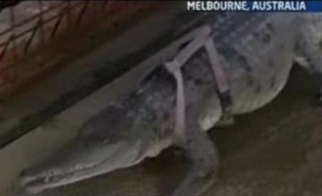 Crocodilul, animalul de companie al unei australience, care a şi divorţat de dragul lui (VIDEO)