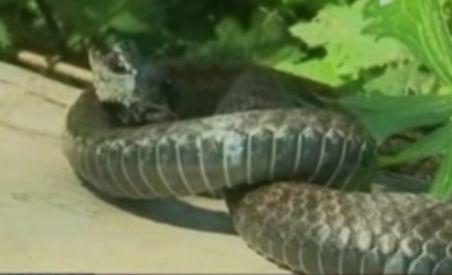 Un bărbat a murit în chinuri groaznice pentru că s-a dus să se culce după ce a fost muşcat de o viperă (VIDEO)