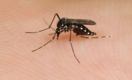 Rusia: Cel puţin cinci oameni au murit, în urma infectării cu virusul West Nile