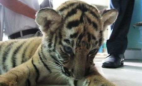 Thailanda. O femeie a încercat să scoată din ţară un pui de tigru ascuns într-o valiză