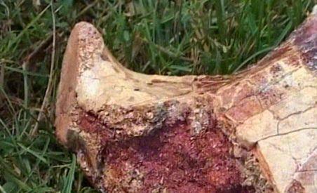 Cel mai mare dinozaur zburător din lume, descoperit în România. 16 metri, anvergura aripilor