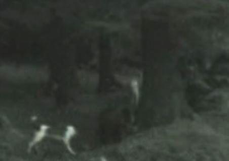 Buşteni. Un bărbat se pune cu ursul în loc să o rupă la fugă (VIDEO)