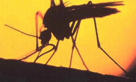 Nou caz de îmbolnăvire cu West Nile. Numărul românilor infectaţi a ajuns la 16