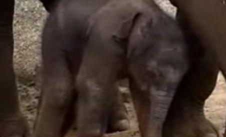 Imagini cu primul elefant asiatic de sex masculin de la o grădină zoologică din Australia (VIDEO)