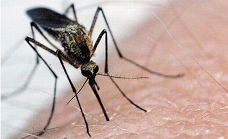 Un bărbat din Mehedinţi a murit din cauza virusului West Nile. Numărul deceselor a ajuns la trei (VIDEO)