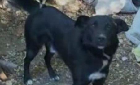 Dâmboviţa. Fetiţă de doi ani, sfâşiată de câinele vecinului (VIDEO)