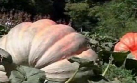 Dovleac de o jumătate de tonă, cultivat în SUA (VIDEO)