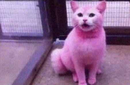 Pisica cu blana roz şi fosforescentă, dilema veterinarilor britanici (VIDEO)