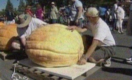 Dovleac de 530 de kilograme, prezentat la o expoziţie de profil din SUA (VIDEO)