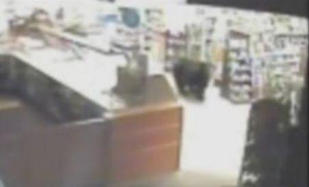 Canada. Un urs se plimbă printre rafturile unui magazin (VIDEO)