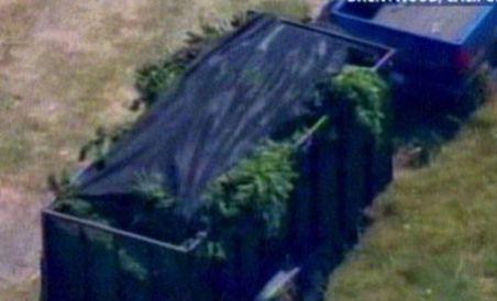 SUA. Plantaţie de cannabis, de 30 milioane dolari, descoperită într-un lan de porumb (VIDEO)