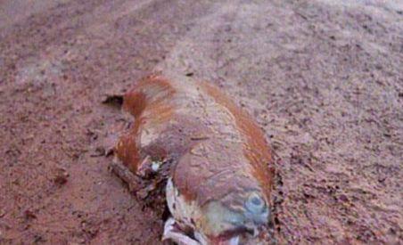 Dezastrul ecologic din Ungaria ar putea afecta şi România (VIDEO)
