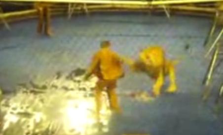 Ucraina: Dresor de circ atacat simultan de doi lei (VIDEO)
